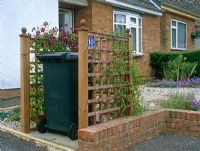 Wheely bin shelter camouflaged by Clematis 'Etoile Violette' and Clematis cirrhosa 'Freckles'