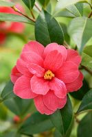 Camellia 'Freedom Bell' flowering in April