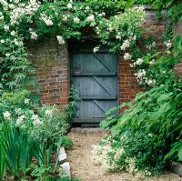 Grey door surrounded by Rose 'Rambling Rector', Clematis recta and Matthiola perennis 'Alba' - Hadspen House Garden, Somerset