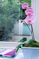 Pink Phalaenopsis (orchid) in metal container on window sill with view to Charles Worthington's minimalist garden. Designer - Stephen Woodhams
