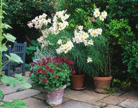 Terrace with pots of Lilium regale and Pelargonium lobatum 'Lord Bute' with Rosa chinensis 'Mutabilis' behind 
