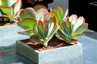 Galvanised tray on zinc-wrapped table in African themed roof terrace planted with Kalanchoe thyrsiflora  