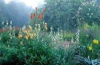 Galtonia Candicans, Kniphofia Uvaria 'Nobilis', Kniphofia 'Tawny King', Kniphofia 'Yellow Hammer' and  Kniphofia 'Ice Queen' at Holbrook Garden, Devon