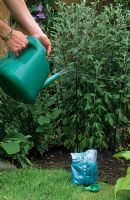 Giving liquid feed to specific plants in border - Chrysanthemum