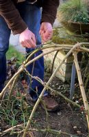 Tying stems of Rosa to dome using soft twine