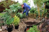 Man planting new plants in gravel garden