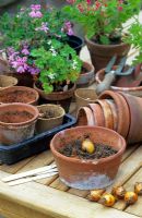 Narcissus - Daffodil bulbs ready for potting up in autumn