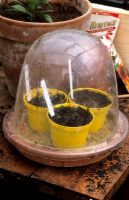 Pots of seeds under plastic cloche