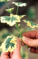 Removing lower leaves from Pelargonium cutting