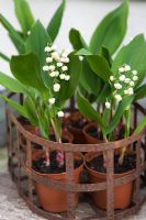 Convallaria majalis - Lily of the valley in old container 