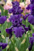 Iris 'Dusky Challenger' - Tall bearded iris