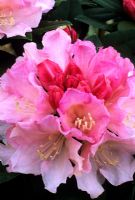 Rhododendron 'Dreamland'