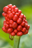 Cluster of bright red berries of Arisaema tortuosum