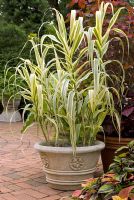 Arundo donax var. versicolor - Giant Reed