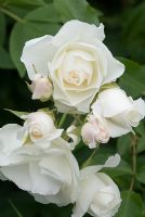 Rosa 'Iceberg', pure white scented flowers