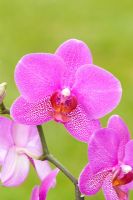 Orchid Cambria - Moth Orchid