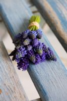 Small bunch of Muscari armeniacum tied up and raffia and lying on old blue slatted garden chair
