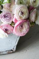 Ranunculus 'Pink Picotee' in wooden trug