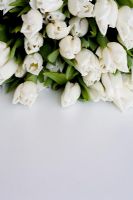Wrap of white Tulipa 'Coquette' against white background