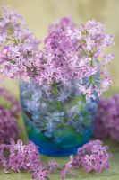 Floral arrangement with Lilacs - Syringa in blue glass vase