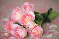 Bouquet of pink double tulips - Tulipa