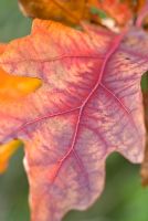 Quercus rubra - Red Oak underside of a red leaf