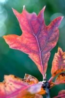 Quercus rubra - Red Oak underside of a red leaf 