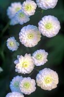 Ranunculus aconitifolius 'Flore Pleno' - Aconite-leaved Buttercup, Fair maids of Kent, Supple Jack