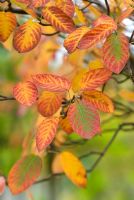 Autumn foliage on Amelanchier lamarckii - June Berry