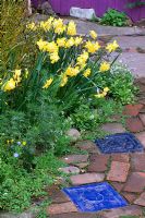 Narcissus 'Pippit' beside paving of brick and blue ceramic tiles - San Francisco, USA