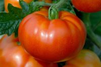 Tomato 'Marmande'
