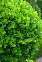 Buxus sempervirens - Topiary ball Box