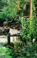 Rustic wooden bench in herb garden with Lonicera