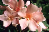 Nerium oleander - Rose bay 