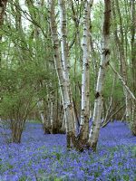 Hyacinthoides hispanica - Bluebell wood