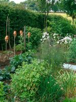 Vegetable garden with chives, mint, fennel, sweet rocket, potatoes and earwig deterrants of upturned pots filled with straw