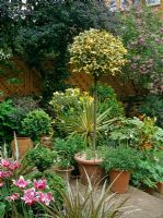 Patio in small urban garden in Spring with Ilex 'Golden Queen' standard, Buxus topiary, Tulipa 'Ballade', Cordyline, Ceanothus and Solanum crispum 'Glasnevin'