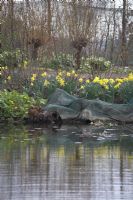 Waterside plants being protected during winter with Narcissus pseudonarcissus 