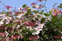 Clematis montana and Lonicera - Honeysuckle, flowering at the end of May