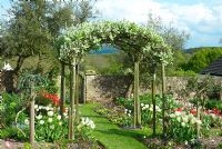 Carpinus betulus - Hornbeam arch over grass path in walled spring cutting garden with white and red Tulipa and Primula auriculas