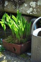 Convallaria majalis - Lily of the Valley coming into flower. Planted in shallow terracotta container next to stone trough and watering can
