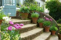 Brick steps leading from garden to conservatory with pots of tulips 'Lilac Perfection, Myosotis - Forgetmenots and Narcissus 
