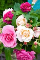 Woman holding bunch of cut roses - Rosa 'Gertrude Jekyll',Rosa 'Heritage' and Rosa 'Madame Isaac Periere'
