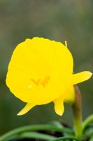 Narcissus bulbocodium var obesus