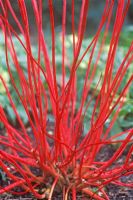 Cornus alba Sibirica - Red Barked Dogwood