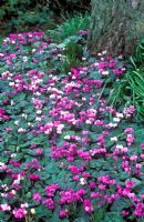 Mass of Cyclamen coum naturalized round base of tree.