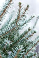 Frosty Picea abies - Norway Spruce or Christmas Tree in December