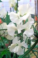 Lathyrus odoratus 'Royal Wedding' - Sweet Pea flower