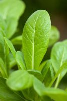 Komatsuna - Mustard spinach