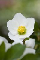 Helleborus niger - Lenten rose
